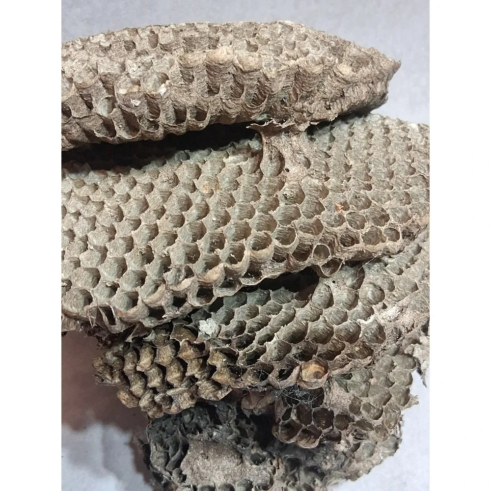 Empty Dried Hornet / Wasp Nest 6 Layers Educational Decoration Taxidermy BEE